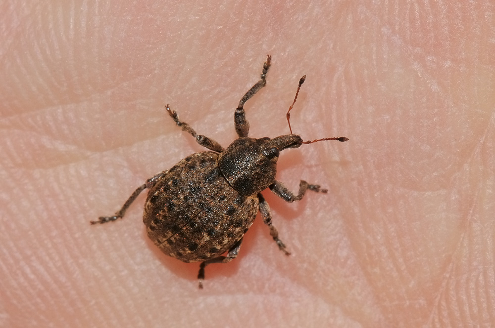 Neoglanis ovalis? no. Donus salviae (Curculionidae)